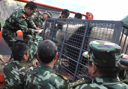 Soldiers of the Armed Police carry giant pandas onto a vehicle before transporting them to the Ya'an preservation zone, in the China Giant Panda Protection and Research Center based in Wolong which is only 30 kilometers from the epicenter of last week's 8.0-magnitude earthquake on Richter scale, southwest China's Sichuan Province, May 23, 2008. Eight other giant pandas from quake-hit Sichuan Province will be airlifted to Beijing on May 24 so that the animals can have a better breeding and recovery environment.(Xinhua Photo)