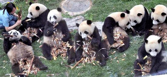 'Olympic Pandas' make debut at Beijing Zoo -- 
