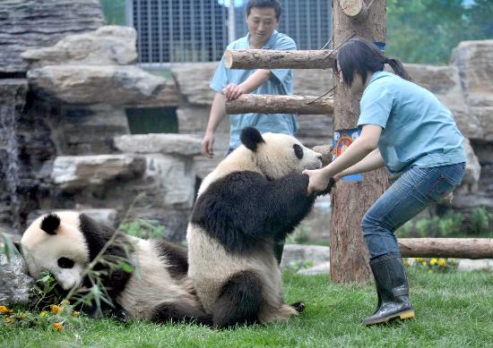 olympic-pandas-make-debut-at-beijing-zoo-china-cn