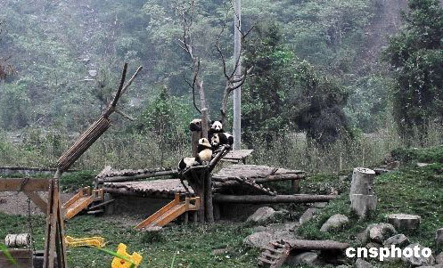 giant panda habitat destruction