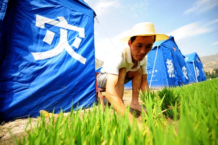 A farmer transplant rice seedlings at a resettlement in the quake-hit Wenxian County of Longnan City, northwest China's Gansu Province, June 10, 2008. Over 1.76 million people in 195 towns in Longnan have been affected by the May 12 earthquake taking place one month ago.