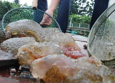 A acaleph-like aquatic creature crumbles into several parts after being fished out of water in this photo published on Thursday, June 19, 2008. [Photo: Strait News]