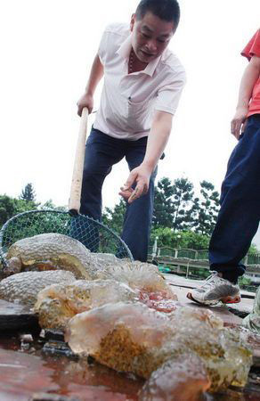 A acaleph-like aquatic creature is fished out of the Zuohai sea in Fuzhou, the capital city of southeastern China's Fujian Province, in this photo published on Thursday, June 19, 2008. [Photo: Strait News]