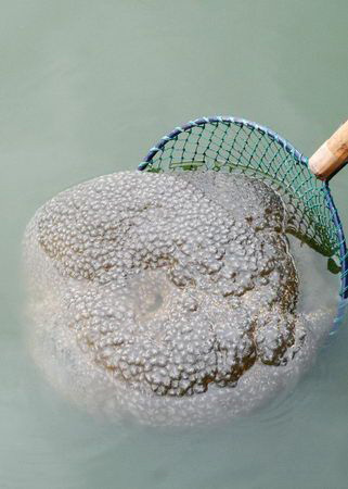 A grey acaleph-like aquatic creature drifts with the water flow in Zuohai sea in Fuzhou, the capital city of southeastern China's Fujian Province, in this photo published on Thursday, June 19, 2008. [Photo: Strait News]