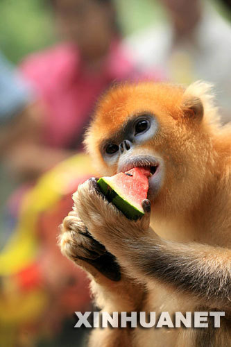 A golden monkey enjoys a slice of watermelon at the Jinan Zoo in Jinan, Shandong Province on Sunday, June 22, 2008. The zoo tried to keep its animals cool as the temperature hit 37.2 degrees Celsius (98.9 degrees Fahrenheit).
