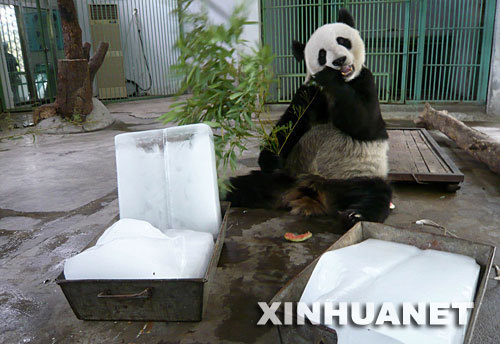 A giant panda chews bamboo beside ice blocks at the Jinan Zoo in Jinan, Shandong Province on Sunday, June 22, 2008. The zoo tried to keep its animals cool as the temperature hit 37.2 degrees Celsius (98.9 degrees Fahrenheit). 