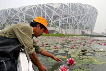 A gardener maintains waterlilies in front of the National Stadium, nicknamed 'Bird's Nest', in Beijing, capital of China, June 20, 2008. A total of 40 million pots of flowers will be set at places including the Tian'anmen Square, Chang'an Street and all the Olympic venues in Beijing from June 20 to July 15. 