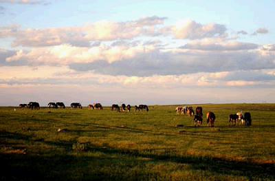 Horses stroll on the grassland in Xilingol League of north China’s Inner Mongolia Autonomous Region, on June 23, 2007.