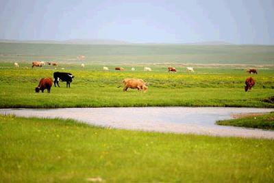 Photo taken on June 23, 2007 shows a view of grassland in Xilingol League of north China’s Inner Mongolia Autonomous Region. Eco-environment protection efforts in recent years had restored the vast grassland of the region to its past glory.
