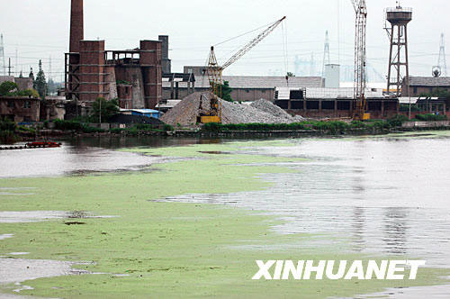 A photo taken on June 25, 2008 shows green duckweeds floating on the surface of Huangpu River's middle reaches. [Photo: Xinhua] 