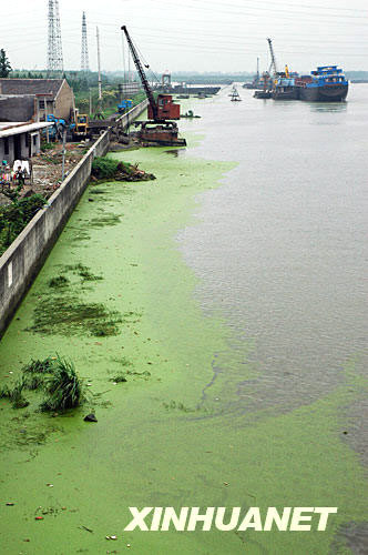 A photo taken on June 25, 2008 shows green duckweeds floating on the surface of Huangpu River's middle reaches. [Photo: Xinhua]