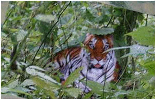 A purported South China tiger is pictured in this file photo taken by farmer Zhou Zhenglong. [File photo: Xinhua]