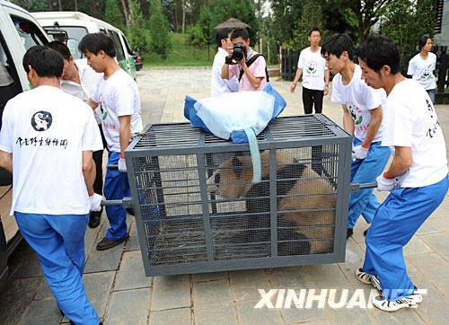 Eight giant pandas were evacuated from a breeding base in southwest China's Sichuan Province Thursday to avoid threats from possible geological disasters after the devastating May 12 earthquake.