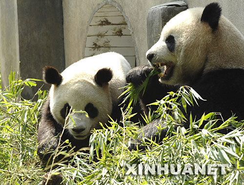 'Tuan Tuan' and 'Yuan Yuan', the panda couple expected to be sent to Taiwan, enjoy a meal together at Bifeng Gorge Base in Ya'an city of southwest China's Sichuan Province on July 8, 2008. After the May 12 earthquake, some pandas have been transferred from the quake-hit Wolong nature reserve, a major habitat of giant pandas, to Ya'an, another giant panda breeding base that was less affected by the quake. [Photo: Xinhua]