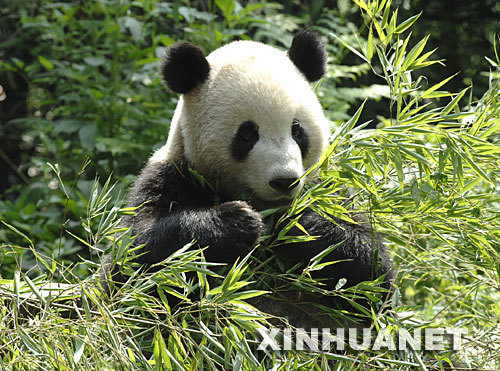 Tuan Tuan, one of the pandas expected to be sent to Taiwan, eats bamboos at Bifeng Gorge Base in Ya'an city, Sichuan Province on July 8, 2008. After the May 12 earthquake, some pandas have been transferred from the quake-hit Wolong nature reserve, a major habitat of giant pandas to Ya'an, another giant panda breeding base that was less affected by the quake. [Photo: Xinhua]