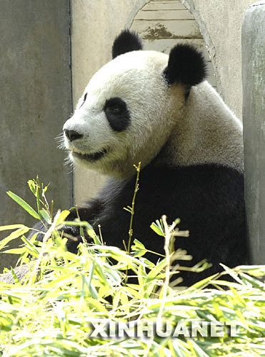 Yuan Yuan, one of the pandas expected to be sent to Taiwan, rests at Bifeng Gorge Base in Ya'an city, Sichuan Province on July 8, 2008. After the May 12 earthquake, some pandas have been transferred from the quake-hit Wolong nature reserve, a major habitat of giant pandas to Ya'an, another giant panda breeding base that was less affected by the quake. [Photo: Xinhua]
