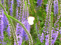 A butterfly perches on a lingleaf speedwell flower. Originating from China, the lingleaf speedwell is commonly found in blue or pink. It sells for 3.5 yuan per pot and is a perennial. 
