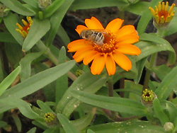 Originating from Mexico, the zinnia is commonly found in white or orange. It sells for 2 yuan per pot. The BRILG will provide 30,000 pots of zinnia flowers for the Games. 
