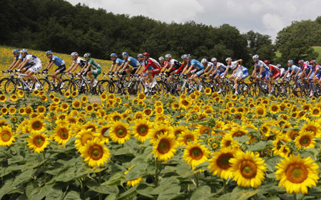The pack of riders cycles past sunflowers during the ninth stage of the 95th Tour de France cycling race between Toulouse and Bagneres de Bigorre, July 13, 2008.(Xinhua/Reuters Photo)
