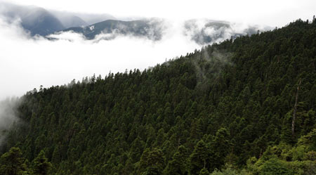  Photo taken on July 15, 2008 shows the sea of clouds in the mountain areas in Nyingchi Prefecture in southwest China&apos;s Tibet Autonomous Region. 