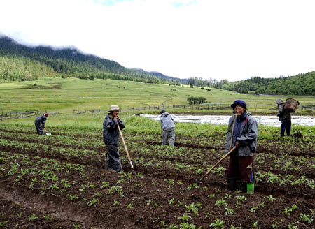  Local peasants grow herbal medicines in the mountain areas in Nyingchi Prefecture in southwest China&apos;s Tibet Autonomous Region.