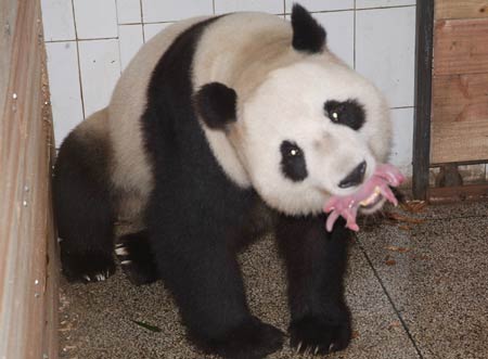 Sichuan Panda