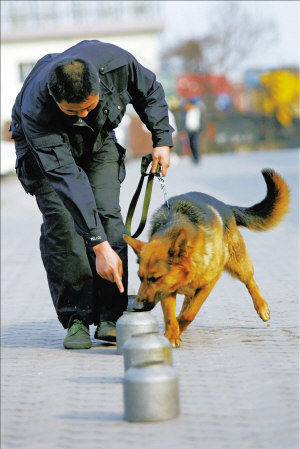 sniffer dog recruited for safeguarding the Olympics
