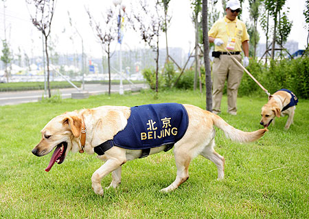 Sniffer dogs search for explosives at the Beijing Olympic Village, July 27, 2008. A total of 204 trained dogs will be deployed to detect suspicious materials at competition venues, training areas and designated hospitals and hotels in order to ensure safety during the Olympic and Paralympic Games. 
