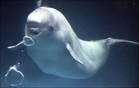 A beluga whale blows bubbles of air underwater at the Aquas aquarium in Hamada, 700km (434 miles) south-west of Tokyo. The whales have delighted thousands of visitors since being taught the impressive trick by scuba divers in a pool.
