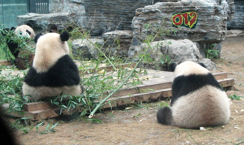 Olympic Pandas: The funny side
