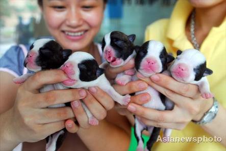 Dog keepers in Hainan Province hold their five new-born BostenTerriers born at 0:40 AM August 8, 2008. In order to mark the opening day of the Beijing Olympic Games, the five puppies were given the names Beibei, Jinjin, Huanhuan, Yingying and Nini, according to names of the five Beijing Olympic mascots, the Fuwa. [Photo: Aisanewsphoto]
