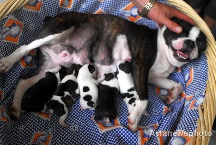 The hero mother feeds her five new-born puppies at a home in Hainan Province, August 8, 2008. [Photo: Aisanewsphoto]