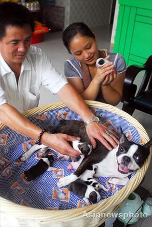 Xing Changhai (L), a Hainan resident, tends his dog and her five puppies in Hainan, August 8, 2008. [Photo: Aisanewsphoto]