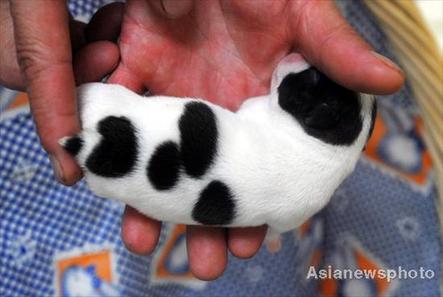 Xing Changhai holds one of the five newborn puppies at his home in Hainan, August 8, 2008. [Photo: Aisanewsphoto] 