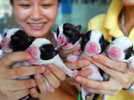Dog keepers in Hainan Province hold their five new-born BostenTerriers born at 0:40 AM August 8. In order to mark the opening day of the Beijing Olympic Games, the five puppies were given the names Beibei, Jinjin, Huanhuan, Yingying and Nini, according to names of the five Beijing Olympic mascots, the Fuwa.