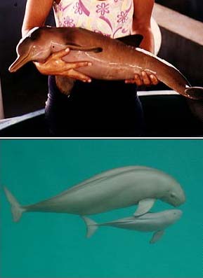 South American franciscana (top) and finless porpoise (bottom) are both now Vulnerable. [Agencies]  