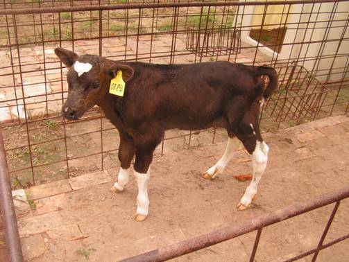 The cow, which can produce CD20 antibodies in its milk, was born in Beijing on August 2 and a dozen more are due to be born next month.