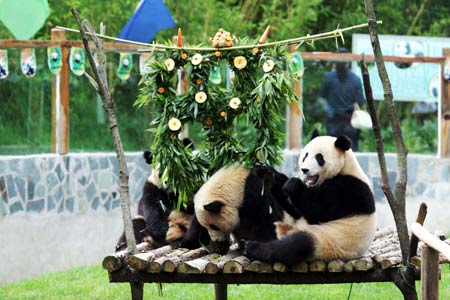 Giant pandas enjoy 'birthday cake' made of bamboo branches and apples at the Yunnan Wild Animals Park in Southwest China's Yunnan Province, August 12, 2008. The Yunnan Wild Animals Park on Tuesday held a party to mark the second brithday of giant panda 'Si Jia'. Giant pandas 'Mei Qian' and 'Qian qian' shared the 'birthday cake' for 'Si Jia'. The three giant pandas were evacuated from a breeding base in Sichuan Province in June to avoid threats from possible geological disasters after the devastating May 12 earthquake. 