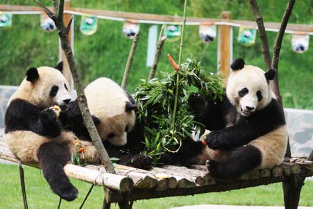 Giant pandas enjoy 'birthday cake' made of bamboo branches and apples at the Yunnan Wild Animals Park in Southwest China's Yunnan Province, August 12, 2008.