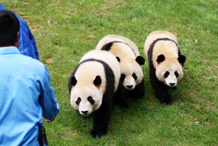 A breeder leads giant pandas to do morning exercises at the Yunnan Wild Animals Park in southwest China's Yunnan Province, August 12, 2008. 