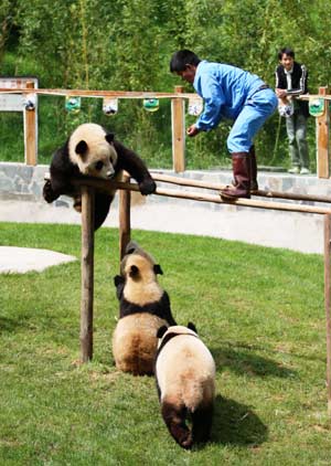 Giant pandas climb parallel bars under the instruction of a feeder at the Yunnan Wild Animals Park in southwest China's Yunnan Province, August 12, 2008.