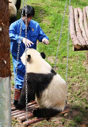 A giant panda plays swing at the Yunnan Wild Animals Park in southwest China's Yunnan Province, August 12, 2008.