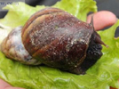 A file photo of a huge snail from Africa discovered in Jiangyan street in Fuzhou, Fujian province. [File Photo: hdzxw.com]