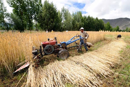 A farmer reaps wheat at a village in Quxu County, southwest China's Tibet Autonomous Region, August 12, 2008. [Xinhua] 