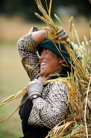 A woman carries newly harvested wheat at a village in Quxu County, southwest China's Tibet Autonomous Region, August 12, 2008. 
