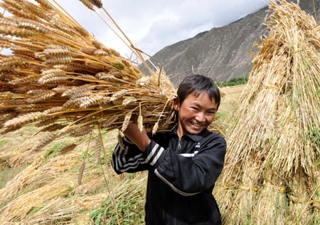 Jigme, a student on summer vacation, carries newly harvested wheat at a village in Quxu County, southwest China's Tibet Autonomous Region, August 12, 2008. [Xinhua] 