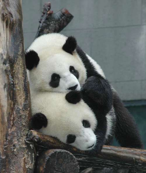 Two giant pandas, gifted by the mainland to Taiwan in 2005, will travel to the island after its agricultural body gave permission to the Taipei zoo to accept them.