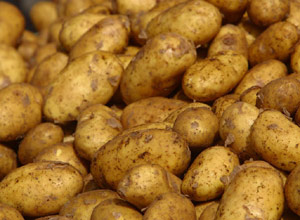A virus that commonly infects potatoes bears a striking resemblance to one of the key proteins implicated in Alzheimer's disease (AD), and US researchers have used that to develop antibodies that may slow or prevent the onset of AD, according to the August 15 Journal of Biological Chemistry. 