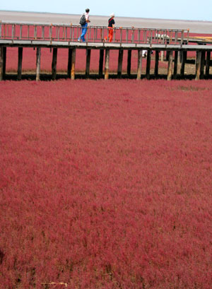Tourists visit the Red Beach National Reserve in Panjin, Northeast China's Liaoning province, August 15, 2008. [Xinhua] 