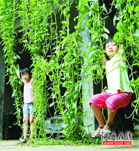 Two girls are playing on 'swings' - leaves of a fourteen-meter-long hollow vegetable in Datang village in the central Chinese city of Changsha, in this photo published on Sunday, August 17, 2008. [Photo: hnol.net]